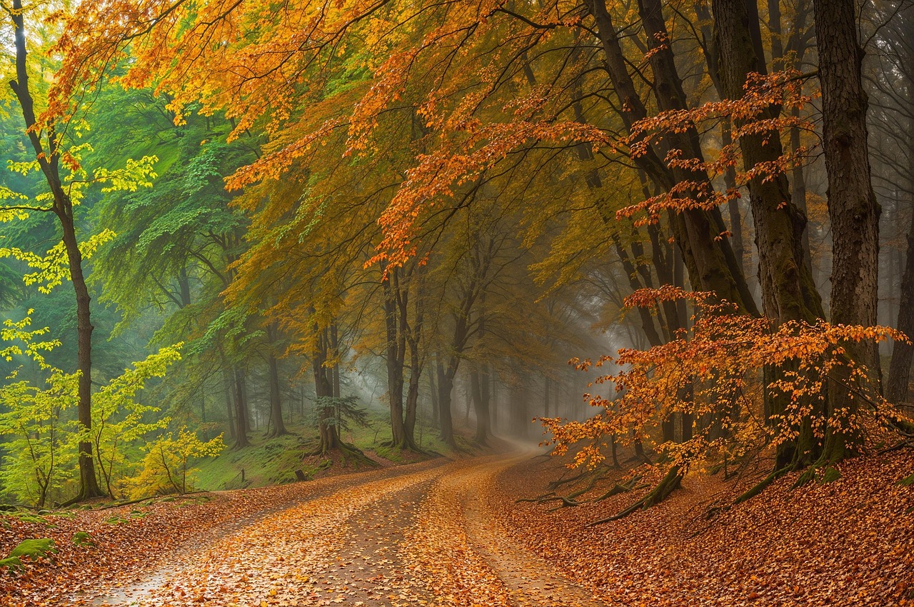 imagen de arboles